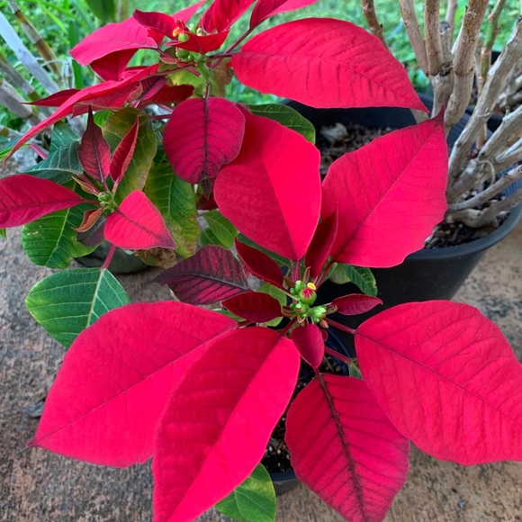 Meet your Posher, Ann - Picture 1 of 1